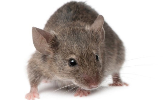 Picture 1 of Discover 18 strains of virus originating from mice