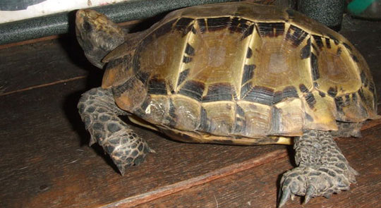 Picture 1 of Discover 19 extremely rare mountain mount turtles