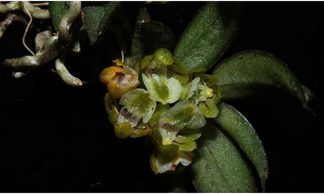 Picture 1 of Discover 2 beautiful new orchids in Lao Cai and Khanh Hoa