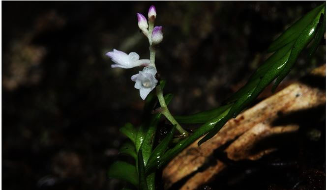 Picture 2 of Discover 2 beautiful new orchids in Lao Cai and Khanh Hoa