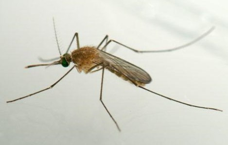 Picture 1 of Discover 20 more types of mosquitoes carrying Zika virus