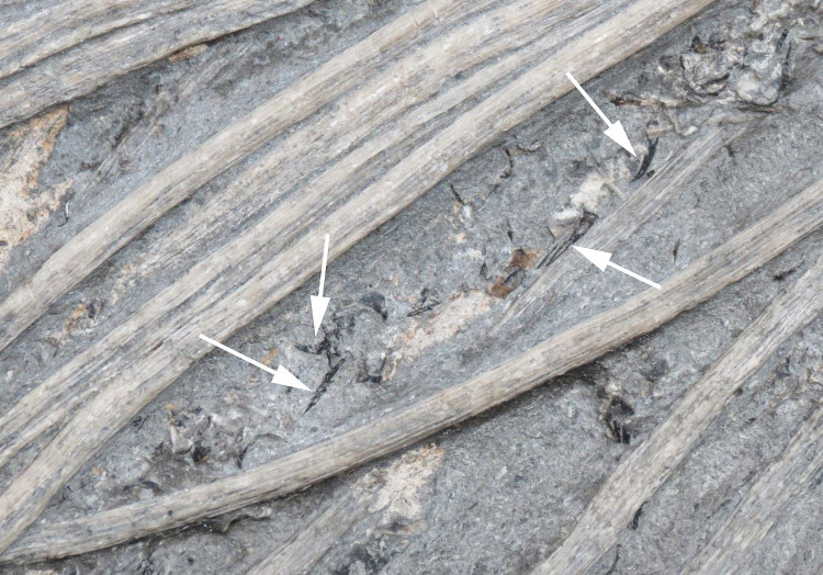 Picture 4 of Discover 200 million year old fossil with a belly filled with squid