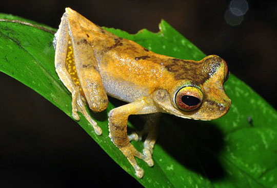 Picture 6 of Discover 200 new creatures