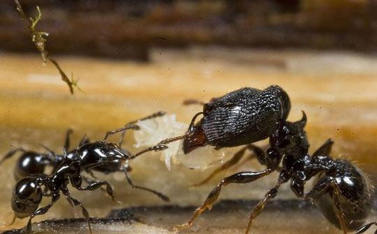 Picture 9 of Discover 200 new creatures