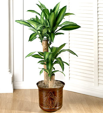 Picture 2 of Discover 3 species of plants that help absorb toxic gas in the house