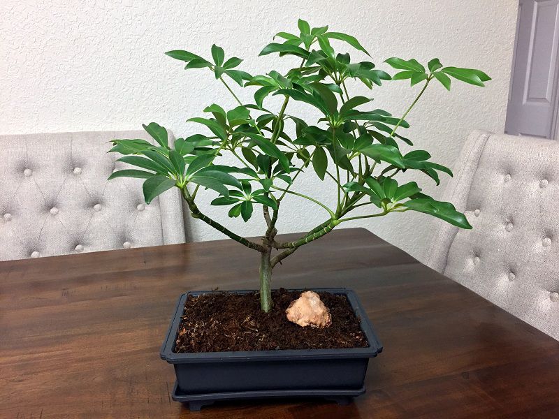 Picture 3 of Discover 3 species of plants that help absorb toxic gas in the house