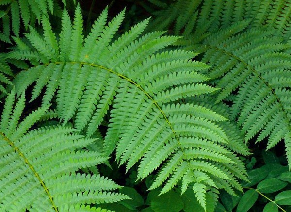 Picture 4 of Discover 3 species of plants that help absorb toxic gas in the house