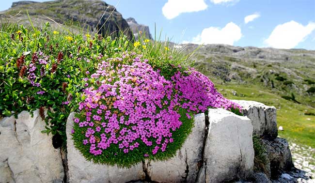 Picture 1 of Discover 300-year flowers in the Arctic