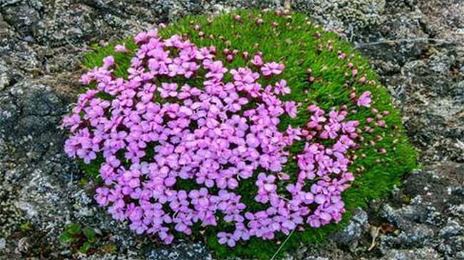 Picture 2 of Discover 300-year flowers in the Arctic