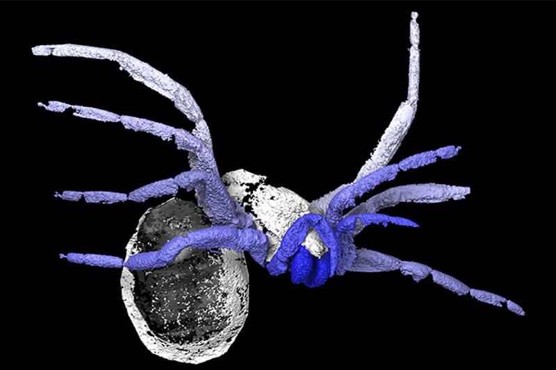 Discover 305 Million-year-old Spider Fossils