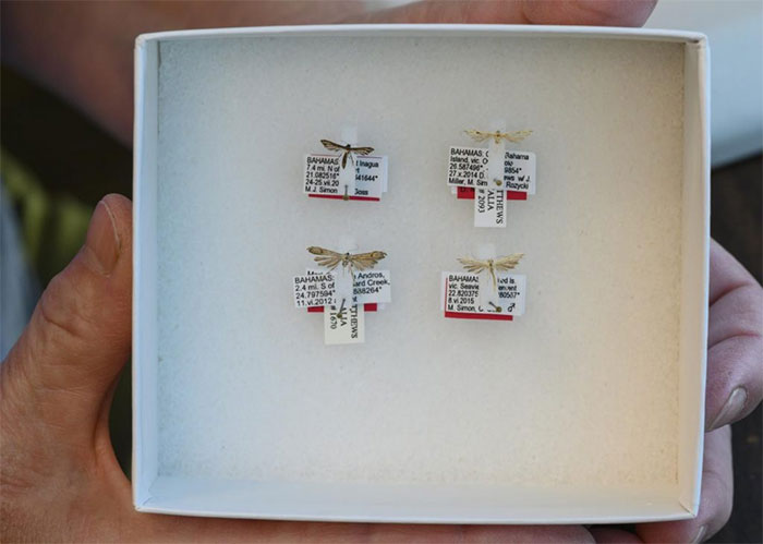 Picture 1 of Discover 4 mosquitoes of the size of mosquitoes