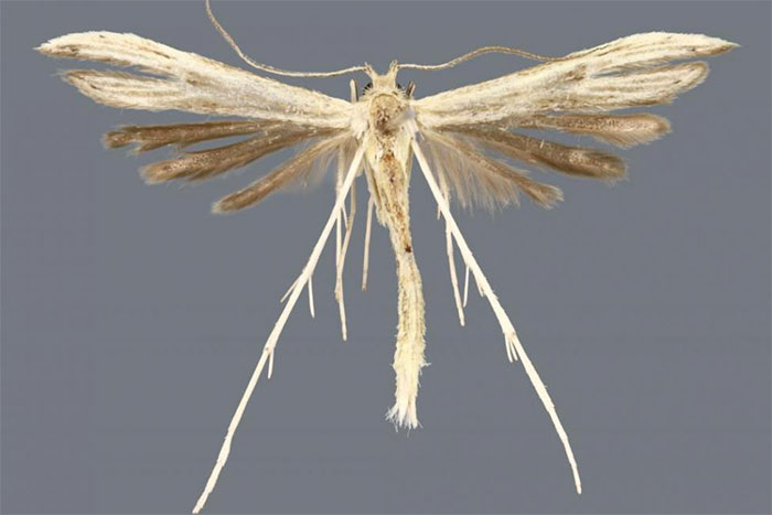 Picture 2 of Discover 4 mosquitoes of the size of mosquitoes
