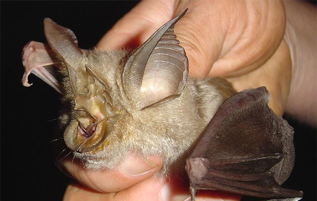 Picture 2 of Discover 4 strange bat species