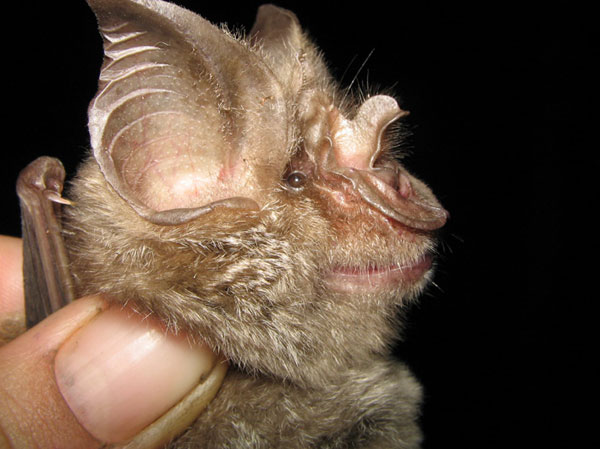 Picture 4 of Discover 4 strange bat species