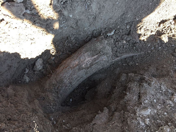 Picture 2 of Discover 400,000 years of mammoth tusks in Siberia