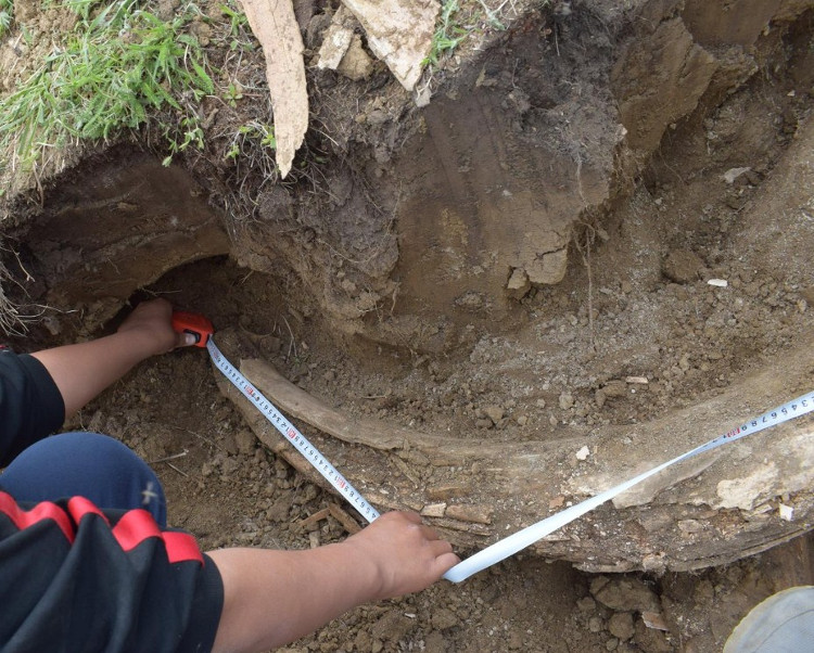 Picture 3 of Discover 400,000 years of mammoth tusks in Siberia