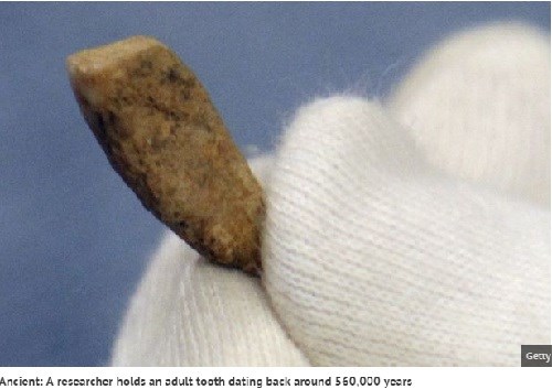 Picture 1 of Discover 550,000 year old human teeth in France