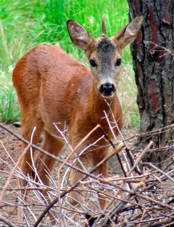 Picture 1 of Discover a deer with a rare horn