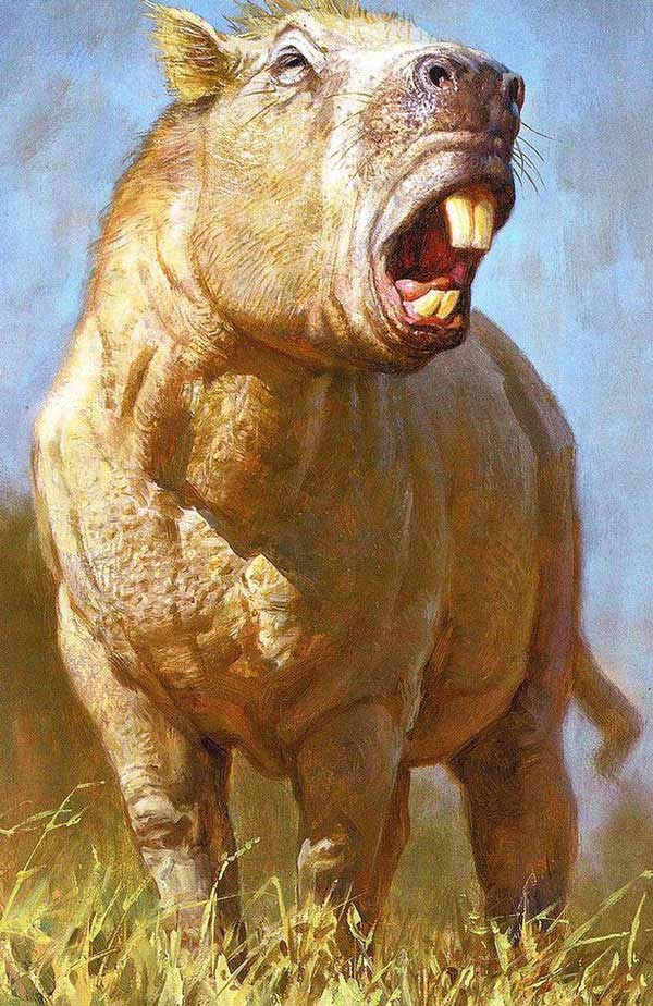 Picture 1 of Discover a large hamster like a buffalo, as strong as a tiger