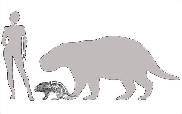 Picture 2 of Discover a large hamster like a buffalo, as strong as a tiger
