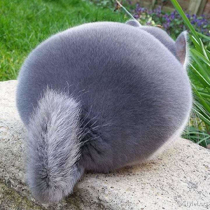 Picture 5 of Discover a lovely squirrel with a round ass like a fake