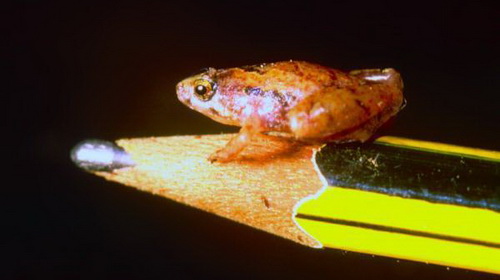 Picture 1 of Discover a new frog-like species of pea