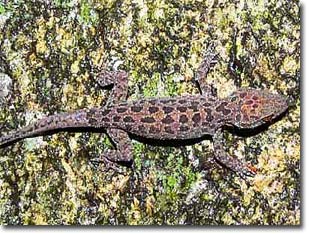 Picture 2 of Discover a new lizard species in Vietnam