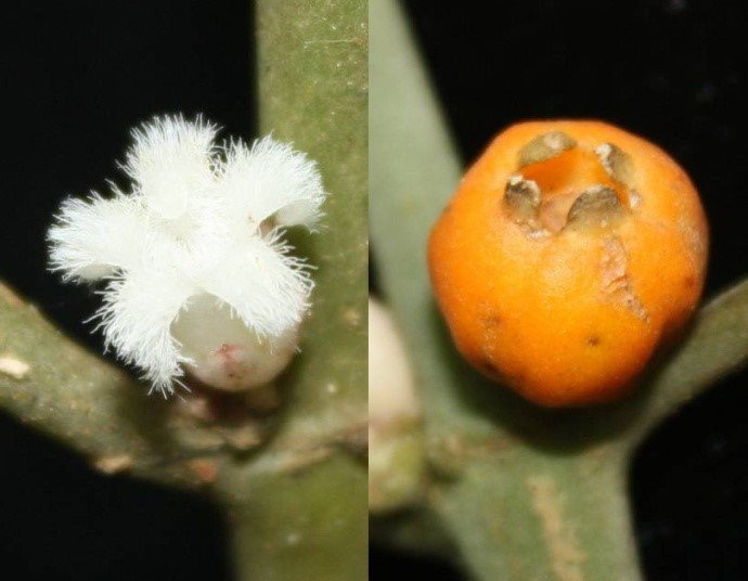 Picture 1 of Discover a new plant species in Hon Ba