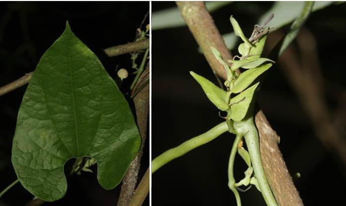 Picture 1 of Discover a new plant species, Moc Huong
