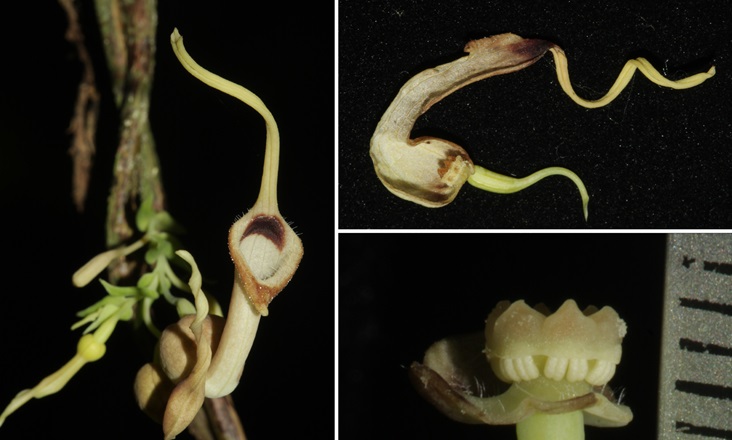 Picture 2 of Discover a new plant species, Moc Huong