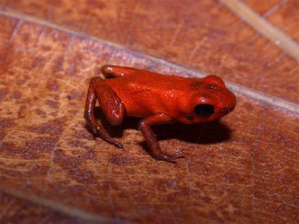 Picture 1 of Discover a new poisonous frog in Panama