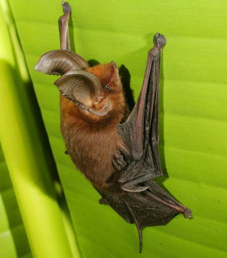 Picture 2 of Discover a new species of bat that has a sense