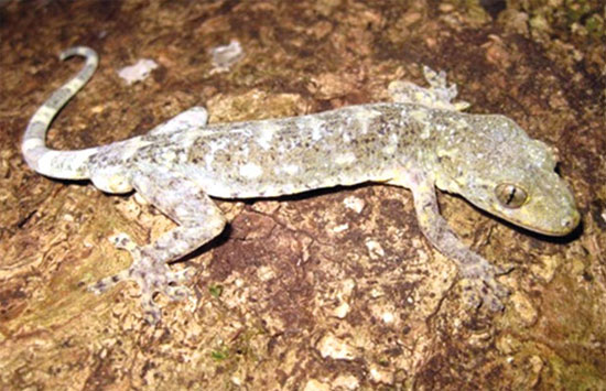 Picture 1 of Discover a new species of gecko