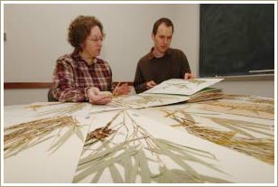 Picture 1 of Discover a new type of North American bamboo