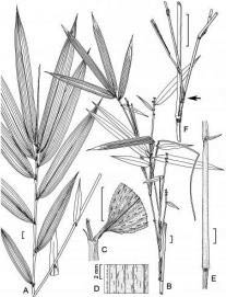 Picture 2 of Discover a new type of North American bamboo