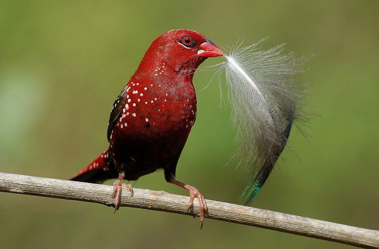 Picture 1 of Discover a red bird like blood in Vietnam