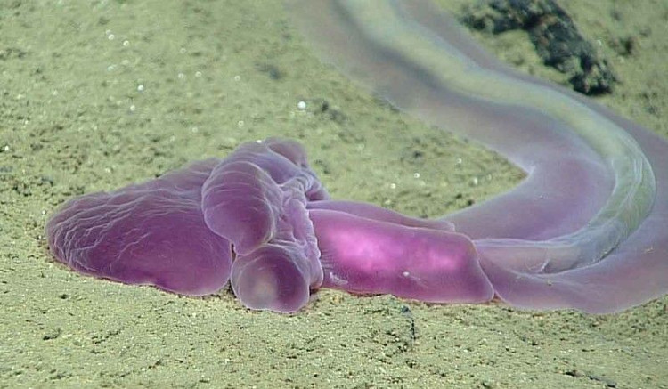 Picture 4 of Discover a series of bizarre creatures in the deepest abyss of Earth