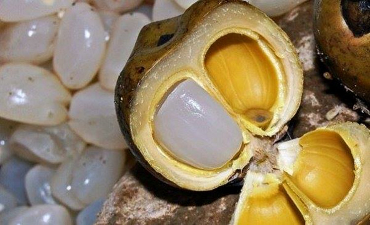 Picture 1 of Discover amazing effects of nuts with health