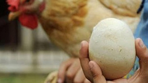 Picture 1 of Discover an intact egg after thousands of years