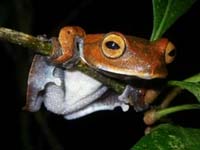 Picture 1 of Discover an unusual frog species in Vietnam