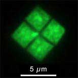 Picture 1 of Discover and cultivate square bacteria