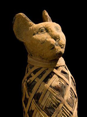 Picture 14 of Discover animal mummies in Egypt