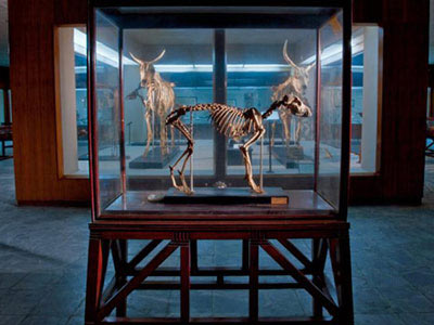 Picture 19 of Discover animal mummies in Egypt