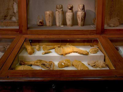 Picture 2 of Discover animal mummies in Egypt