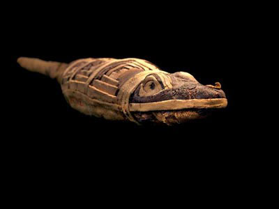Picture 4 of Discover animal mummies in Egypt