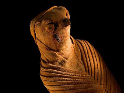 Picture 6 of Discover animal mummies in Egypt