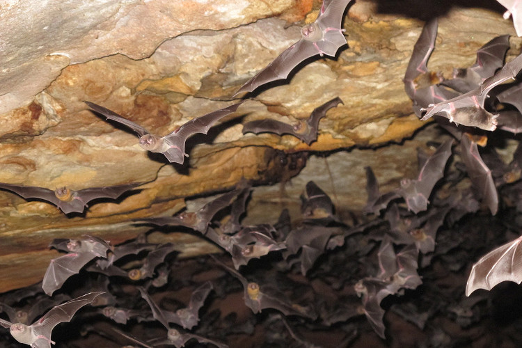 Picture 1 of Discover bats that suck even human blood to live in Brazil