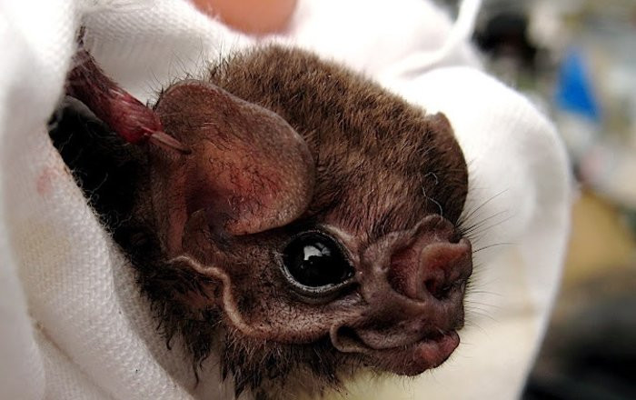Picture 2 of Discover bats that suck even human blood to live in Brazil