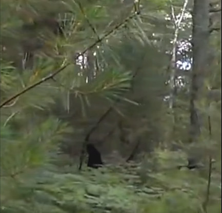 Picture 1 of Discover Big Legs in the forest with 2 children?