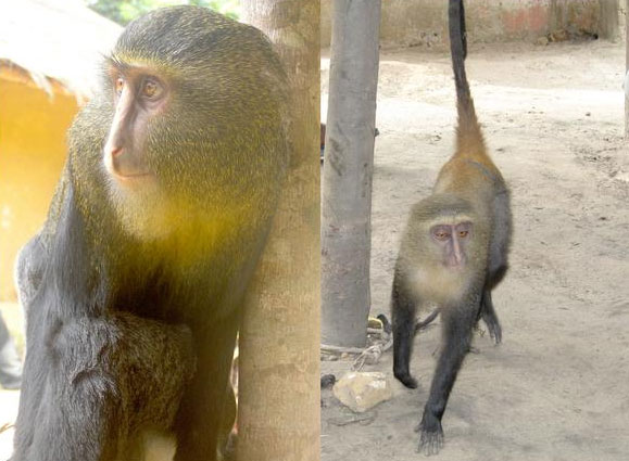 Picture 1 of Discover colorful monkeys
